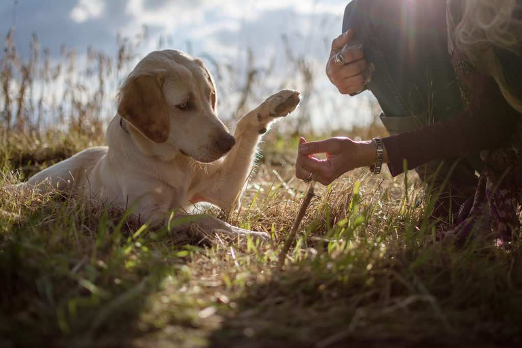 hundeschule-sommertraining-hundezeit2