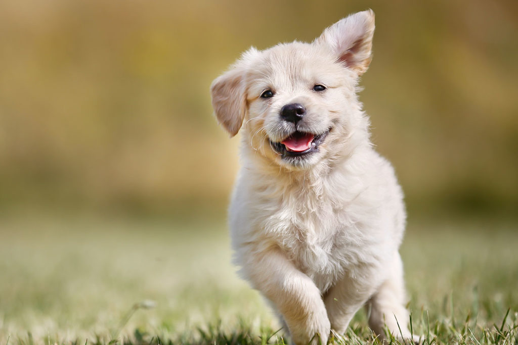 hundeschule-sommertraining-welpenberatung